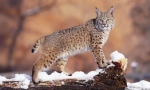 Lynx